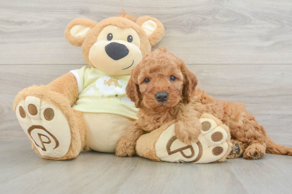 5 week old Mini Irish Doodle Puppy For Sale - Puppy Love PR