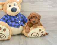 7 week old Mini Irish Doodle Puppy For Sale - Puppy Love PR