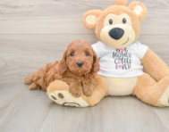 5 week old Mini Irish Doodle Puppy For Sale - Puppy Love PR