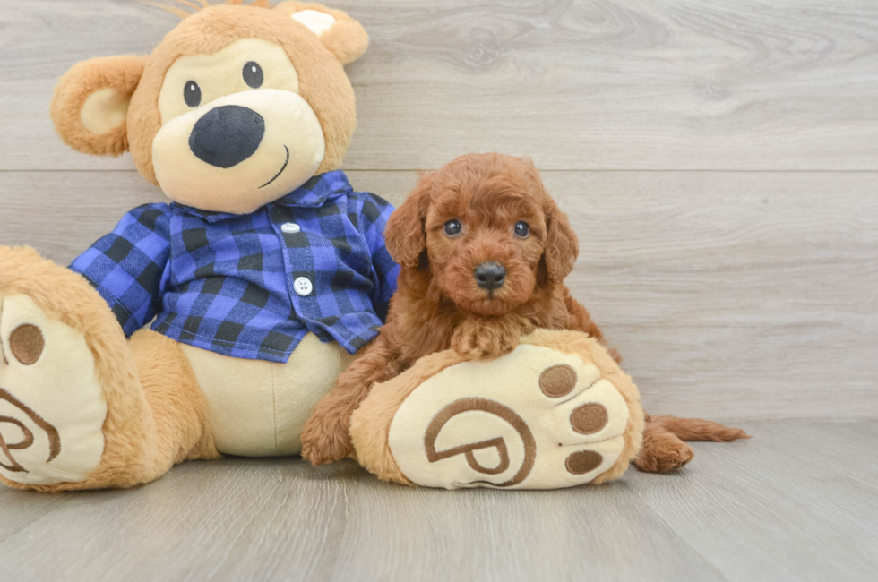 5 week old Mini Irish Doodle Puppy For Sale - Puppy Love PR