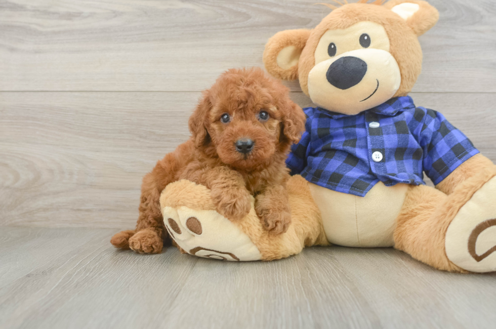 5 week old Mini Irish Doodle Puppy For Sale - Puppy Love PR