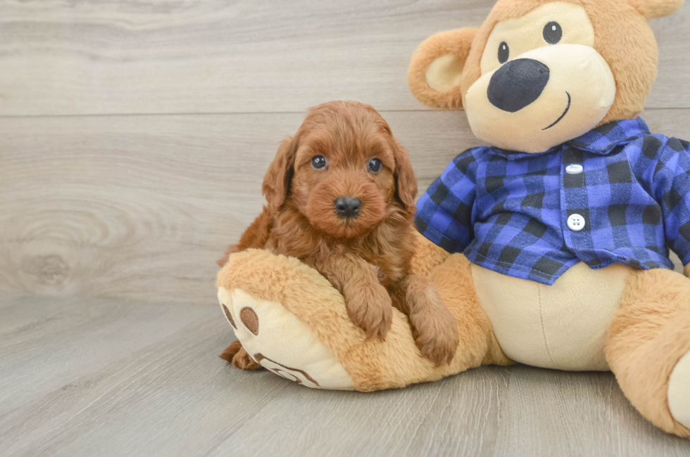 5 week old Mini Irish Doodle Puppy For Sale - Puppy Love PR