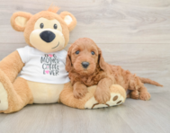 5 week old Mini Irish Doodle Puppy For Sale - Puppy Love PR