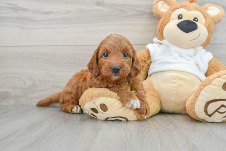 Mini Irish Doodle Puppy for Adoption