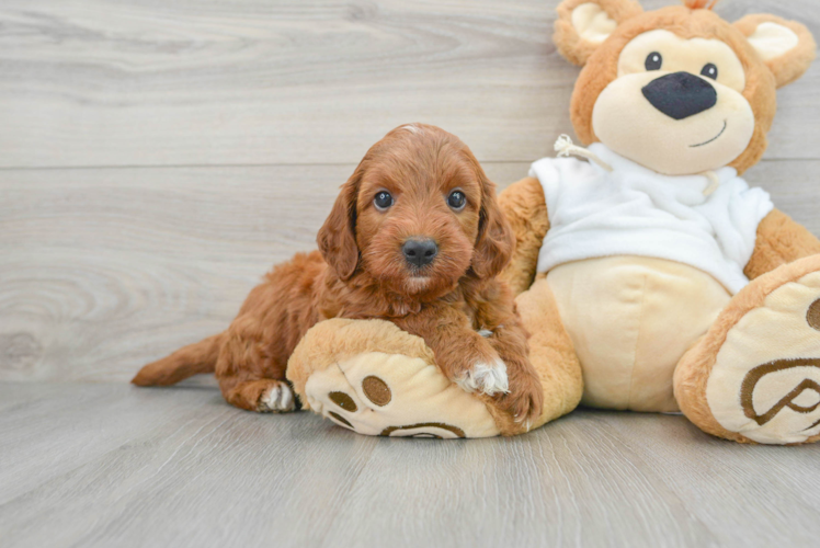 Meet T-Bone - our Mini Irish Doodle Puppy Photo 1/3 - Puppy Love PR Mini Irish Doodle Puppy for Adoption