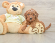 6 week old Mini Irish Doodle Puppy For Sale - Puppy Love PR