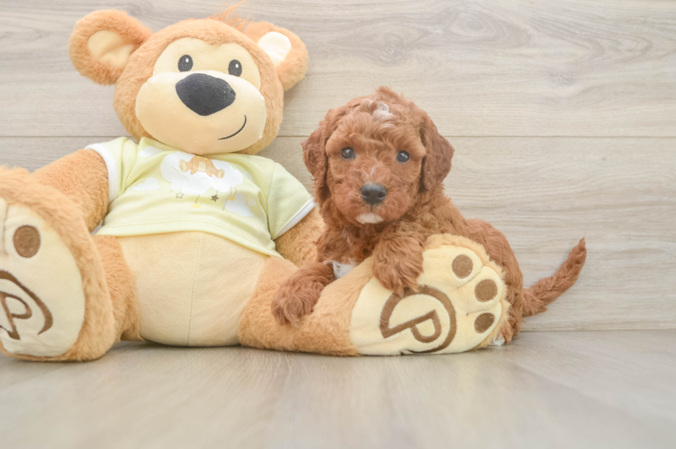 5 week old Mini Irish Doodle Puppy For Sale - Puppy Love PR