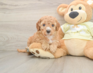 6 week old Mini Irish Doodle Puppy For Sale - Puppy Love PR