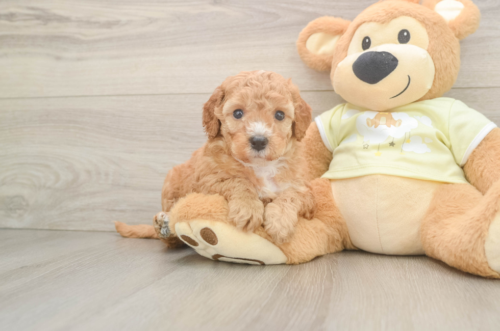 5 week old Mini Irish Doodle Puppy For Sale - Puppy Love PR