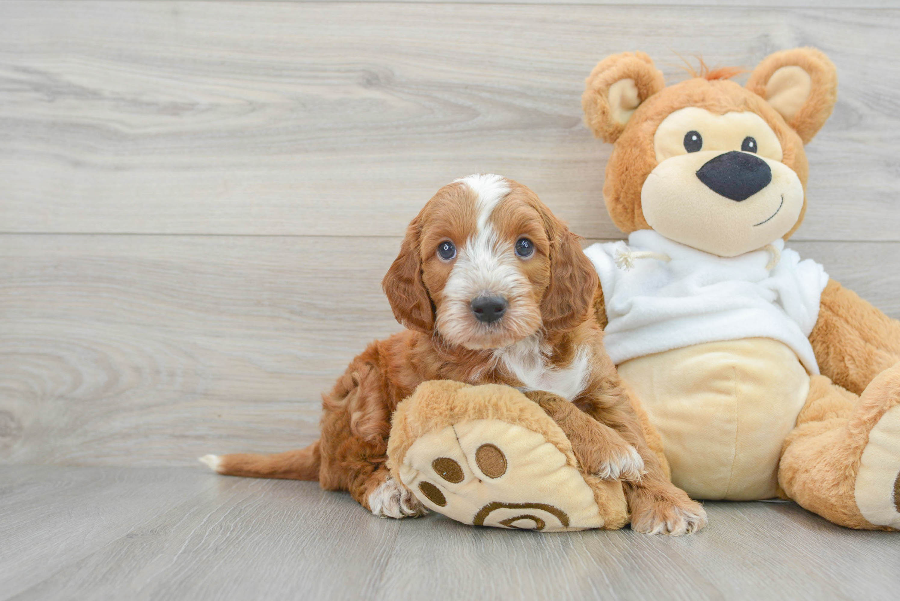 Mini Irish Doodle Pup Being Cute