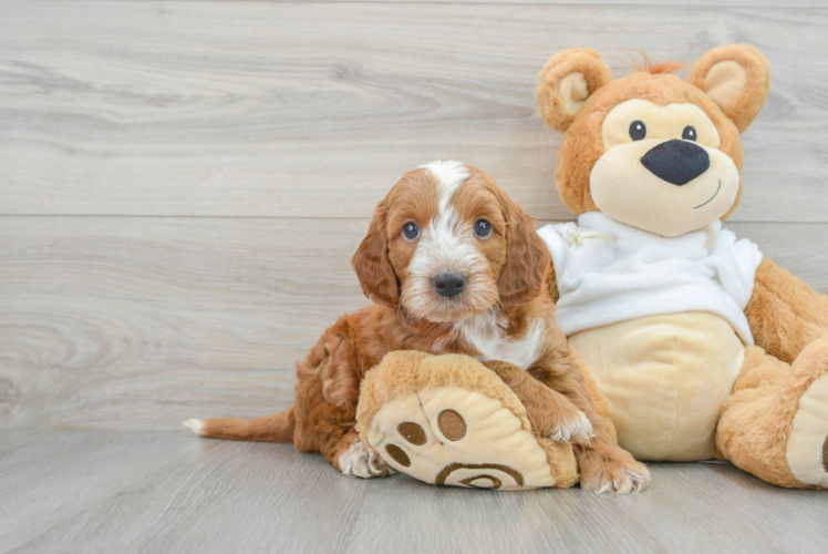 Meet Tatum - our Mini Irish Doodle Puppy Photo 1/3 - Puppy Love PR Mini Irish Doodle Pup Being Cute