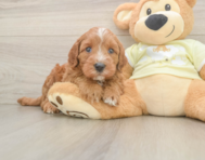 9 week old Mini Irish Doodle Puppy For Sale - Puppy Love PR