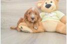 Best Mini Irish Doodle Baby