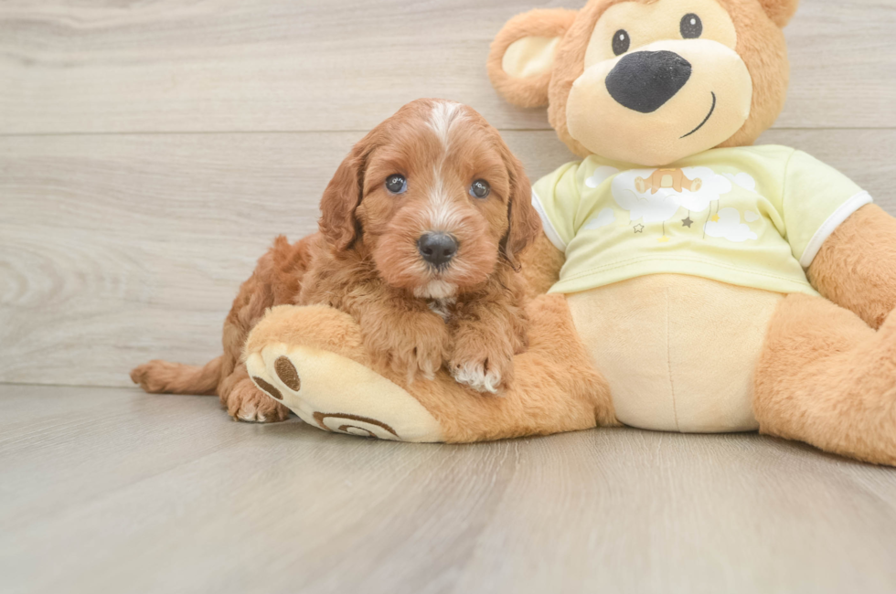 9 week old Mini Irish Doodle Puppy For Sale - Puppy Love PR