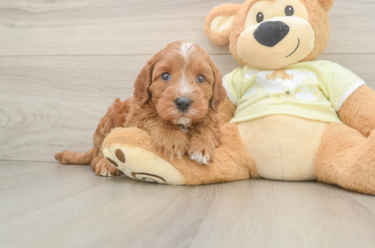 Best Mini Irish Doodle Baby