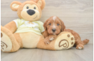 Mini Irish Doodle Pup Being Cute