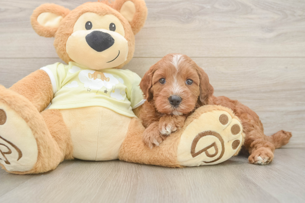 Mini Irish Doodle Pup Being Cute