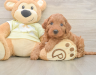 6 week old Mini Irish Doodle Puppy For Sale - Puppy Love PR