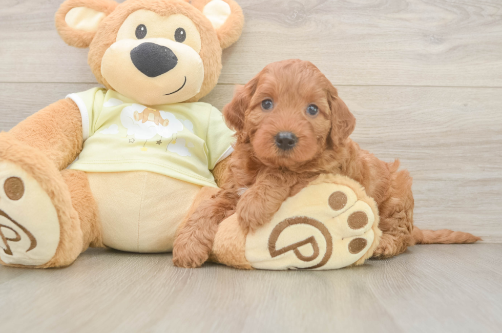 5 week old Mini Irish Doodle Puppy For Sale - Puppy Love PR