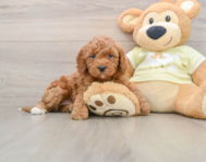 6 week old Mini Irish Doodle Puppy For Sale - Puppy Love PR