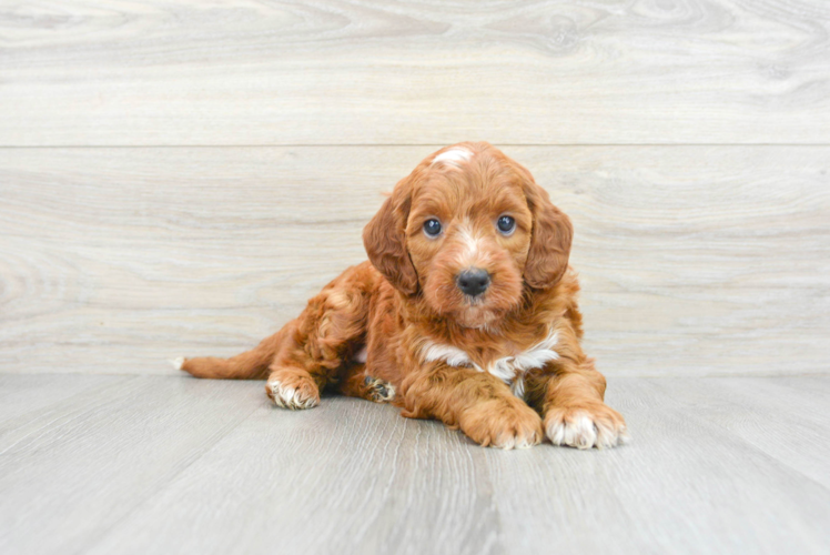 Meet Teagan - our Mini Irish Doodle Puppy Photo 1/3 - Puppy Love PR Petite Mini Irish Doodle Poodle Mix Pup