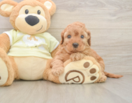 6 week old Mini Irish Doodle Puppy For Sale - Puppy Love PR