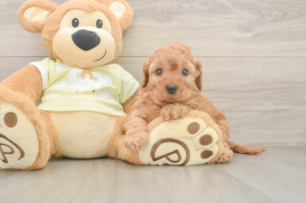 5 week old Mini Irish Doodle Puppy For Sale - Puppy Love PR