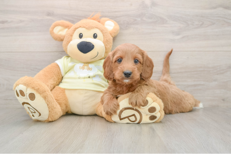 Hypoallergenic Mini Irishdoodle Poodle Mix Puppy