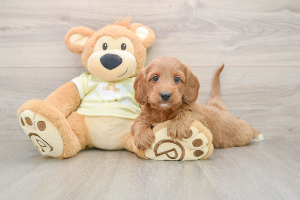 Hypoallergenic Mini Irishdoodle Poodle Mix Puppy