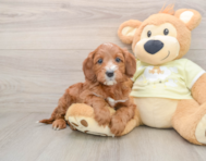 6 week old Mini Irish Doodle Puppy For Sale - Puppy Love PR