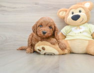 6 week old Mini Irish Doodle Puppy For Sale - Puppy Love PR