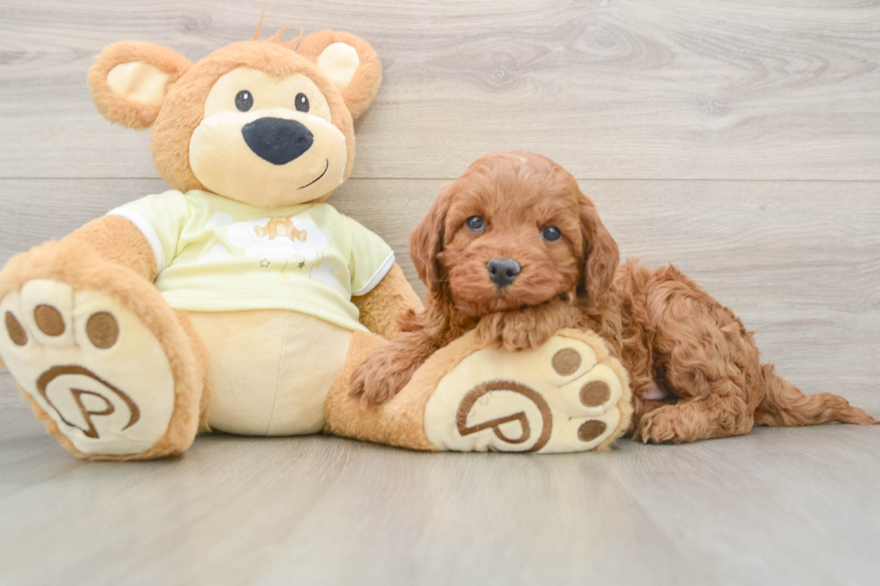 Energetic Irish Setterpoo Poodle Mix Puppy