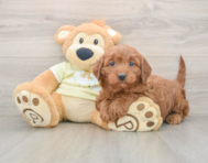 6 week old Mini Irish Doodle Puppy For Sale - Puppy Love PR