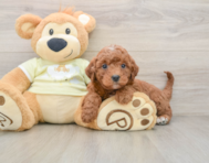 6 week old Mini Irish Doodle Puppy For Sale - Puppy Love PR