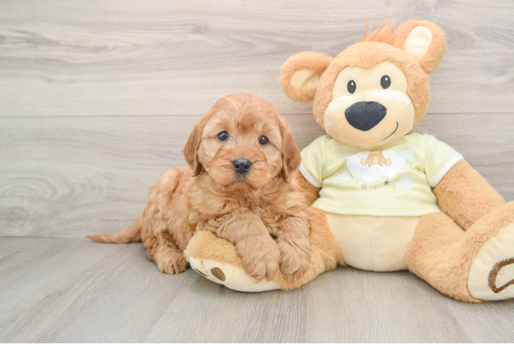 Best Mini Irish Doodle Baby