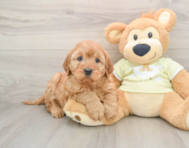 6 week old Mini Irish Doodle Puppy For Sale - Puppy Love PR