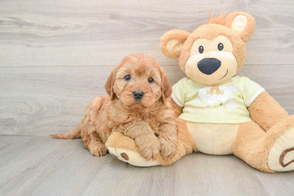 Best Mini Irish Doodle Baby