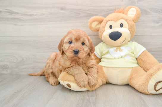 Best Mini Irish Doodle Baby