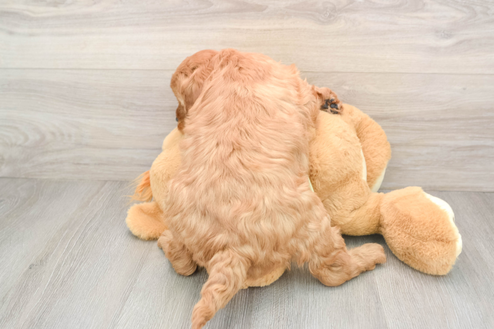 Petite Mini Irish Doodle Poodle Mix Pup