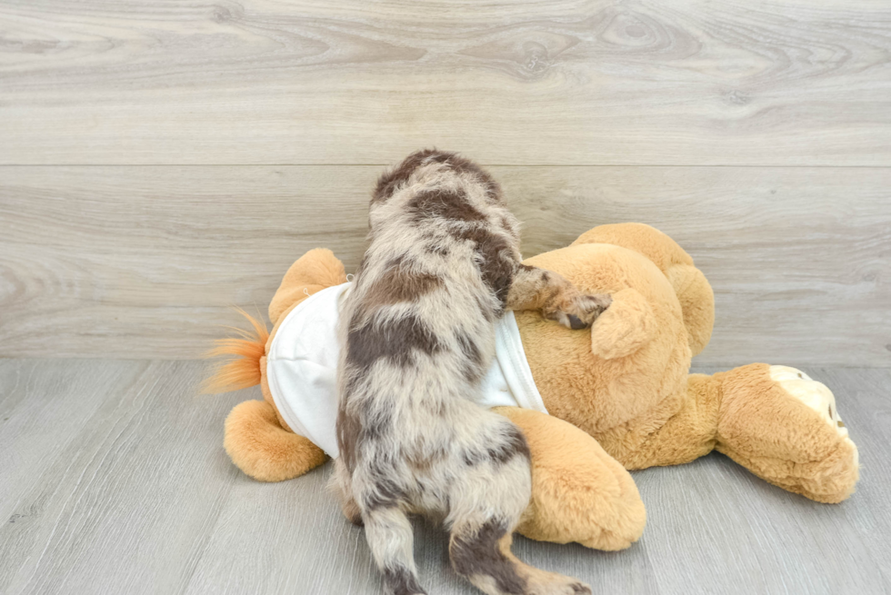 Energetic Labrapoo Poodle Mix Puppy