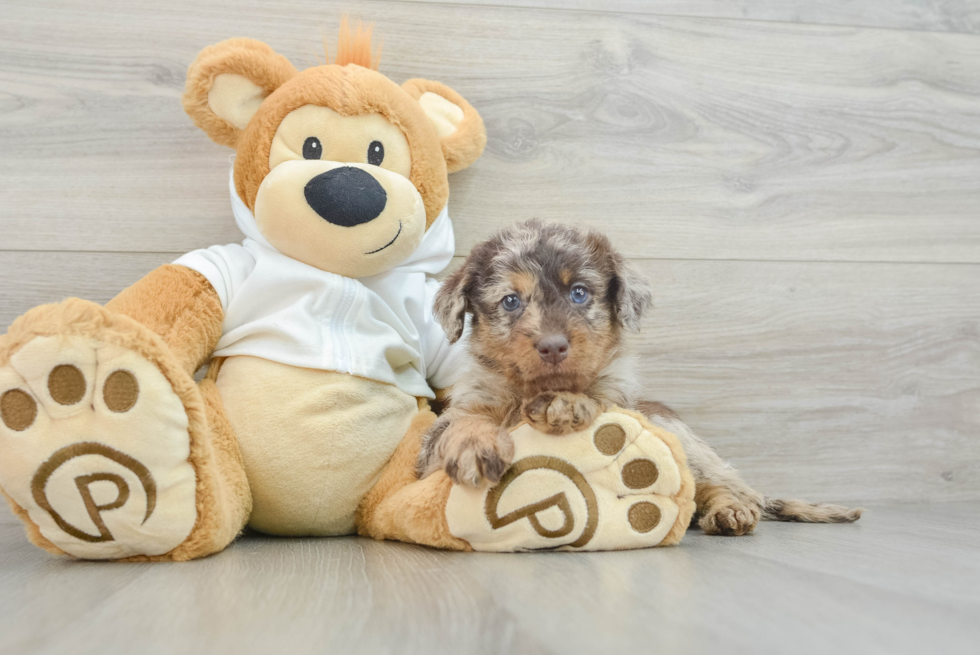 Friendly Mini Labradoodle Baby