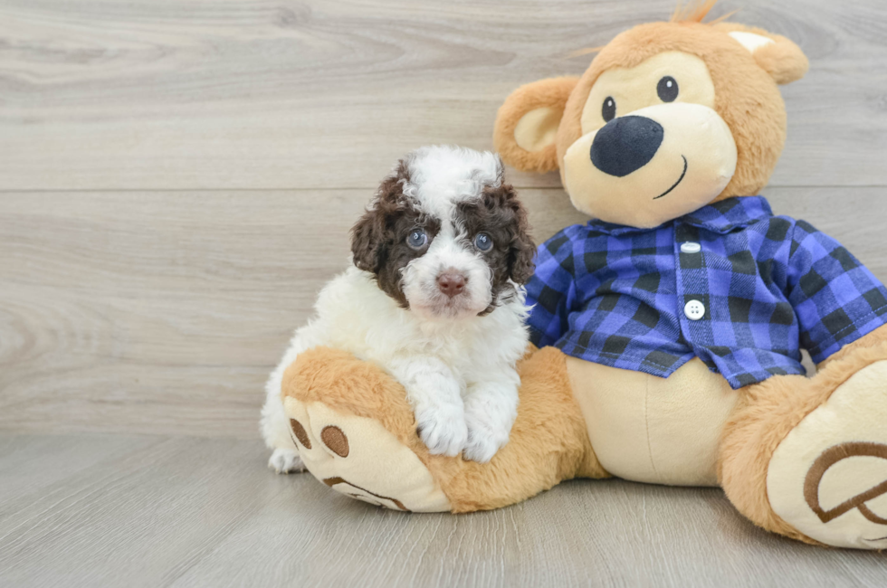 5 week old Mini Labradoodle Puppy For Sale - Puppy Love PR