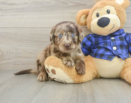 5 week old Mini Labradoodle Puppy For Sale - Puppy Love PR