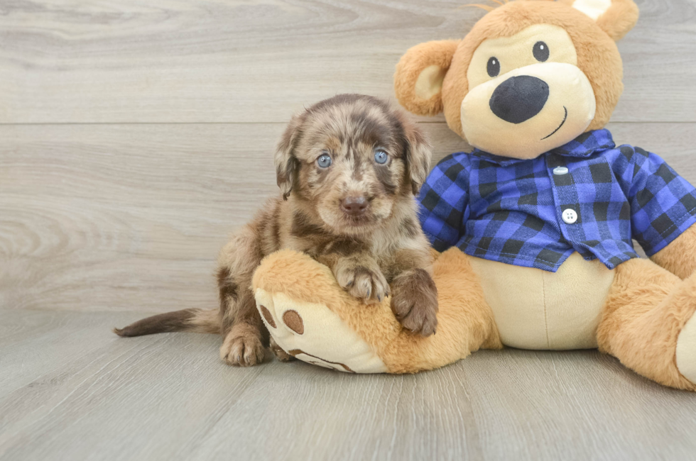 6 week old Mini Labradoodle Puppy For Sale - Puppy Love PR