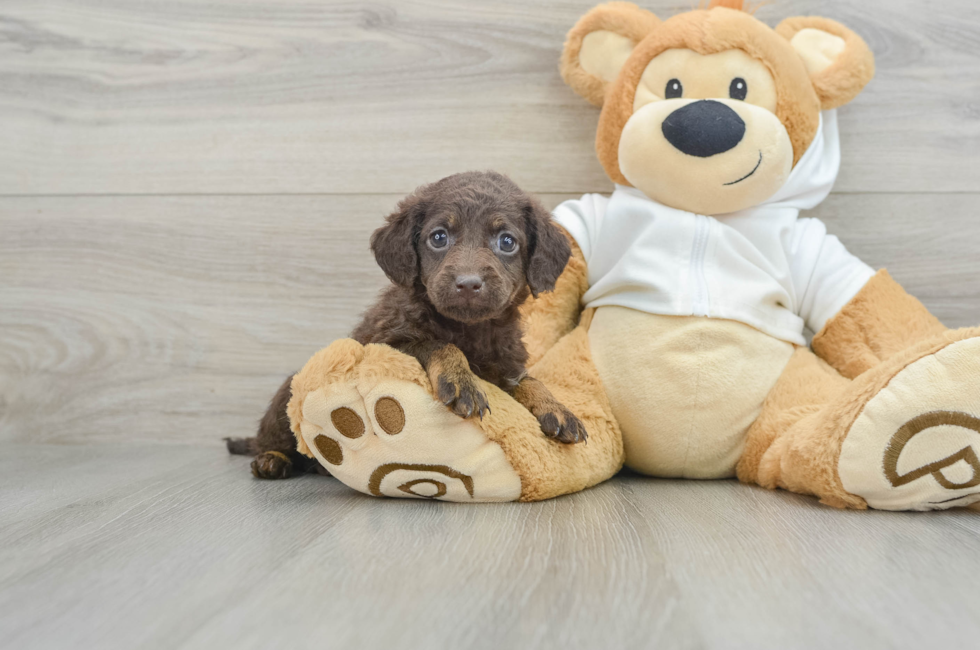 6 week old Mini Labradoodle Puppy For Sale - Puppy Love PR