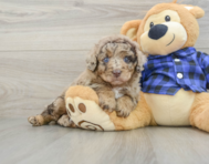 8 week old Mini Labradoodle Puppy For Sale - Puppy Love PR