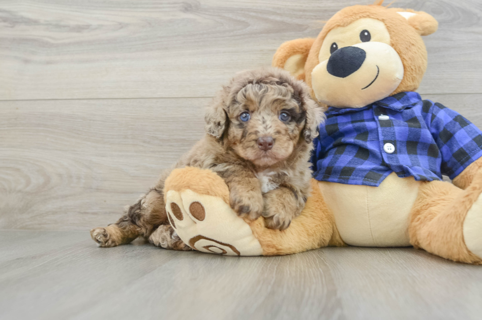 5 week old Mini Labradoodle Puppy For Sale - Puppy Love PR