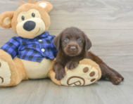 5 week old Mini Labradoodle Puppy For Sale - Puppy Love PR