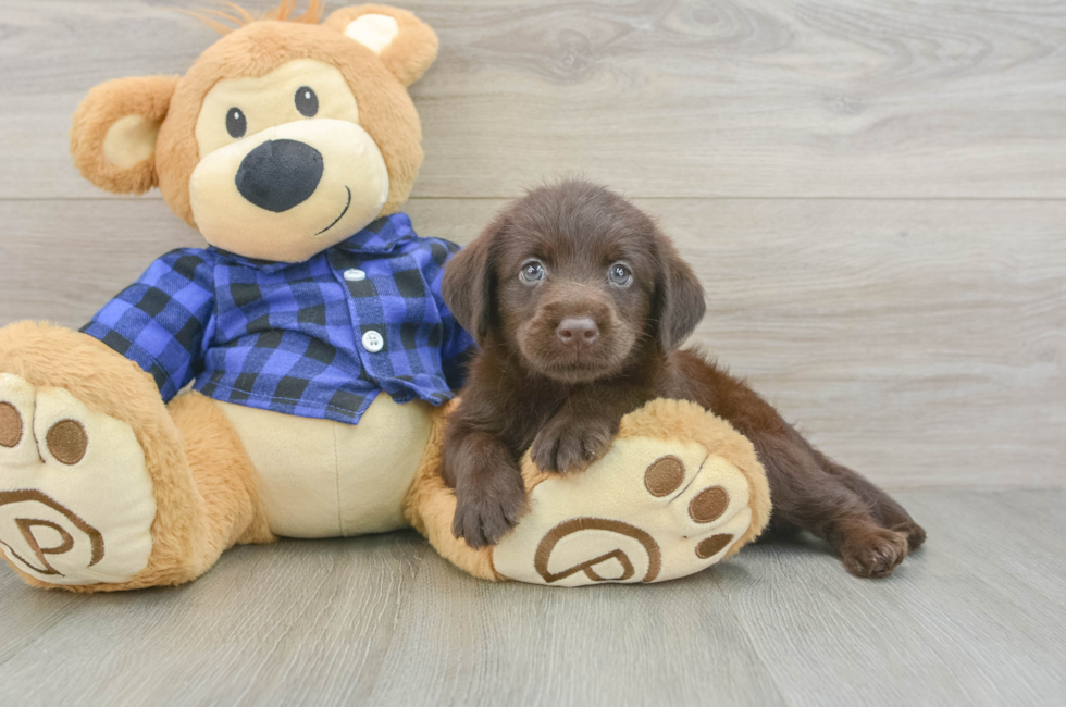 6 week old Mini Labradoodle Puppy For Sale - Puppy Love PR