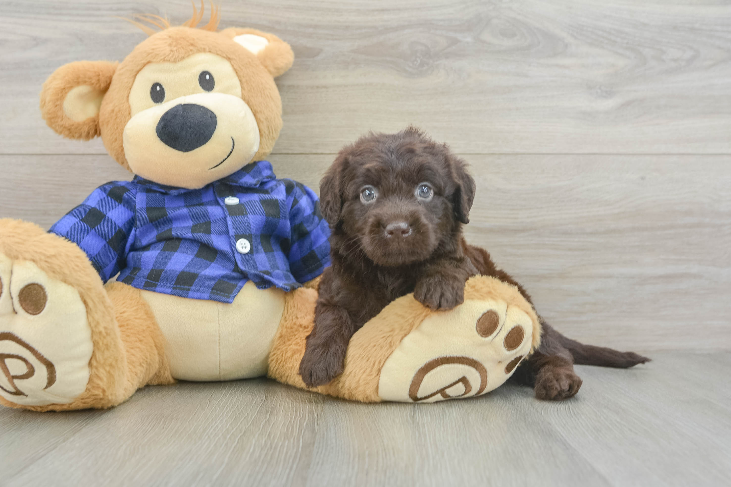 Playful Labrapoo Poodle Mix Puppy